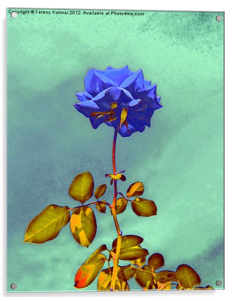 Blue Rose Acrylic by Ferenc Kalmar