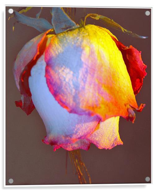 Memory Rose Rev Acrylic by Ferenc Kalmar
