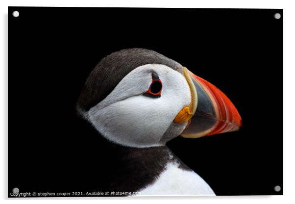 puffin Acrylic by stephen cooper