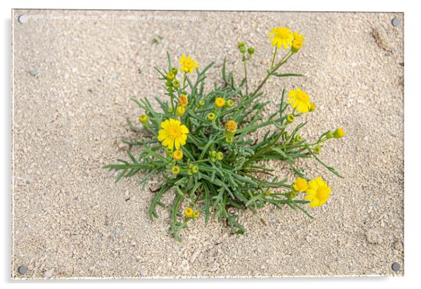 Desert Flowers Acrylic by Lucas D'Souza