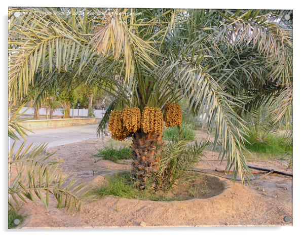 Date palms with bunches of dates Acrylic by Lucas D'Souza
