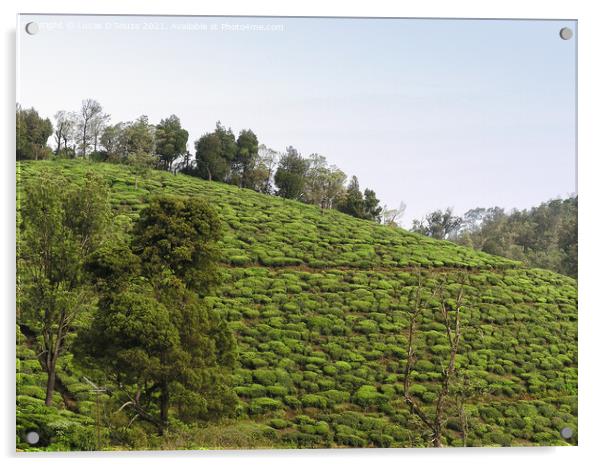 Tea Gardens at Munnar, Kerala, India Acrylic by Lucas D'Souza