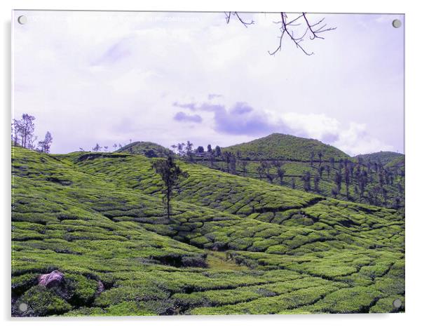 Tea Gardens at Munnar, Kerala, India Acrylic by Lucas D'Souza