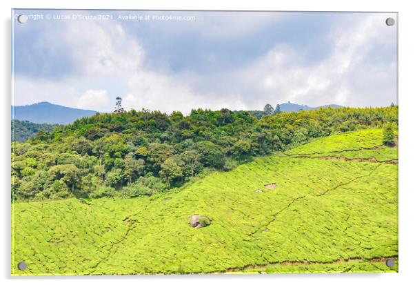 Tea Gardens at Munnar, Kerala, India Acrylic by Lucas D'Souza