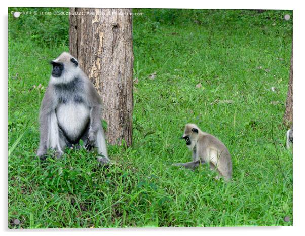 Black face, long tailed gray langur Acrylic by Lucas D'Souza