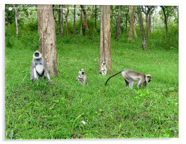 Black face, long tailed gray langur Acrylic by Lucas D'Souza