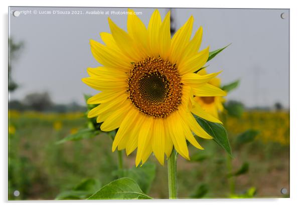 Sunflower  Acrylic by Lucas D'Souza