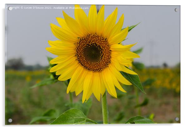 Sunflower  Acrylic by Lucas D'Souza