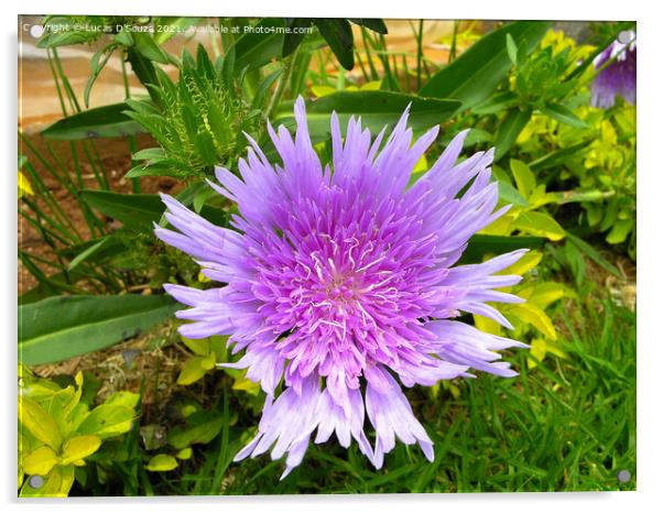 Stokesia laevis flowers also known as Stokes aster Acrylic by Lucas D'Souza
