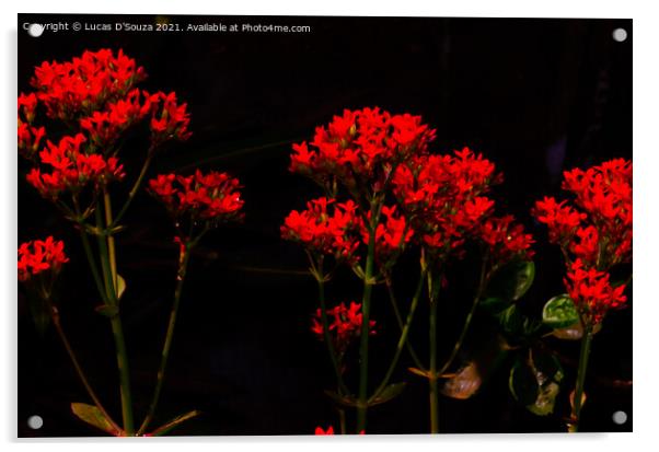 Florist kalanchoe flowers Acrylic by Lucas D'Souza