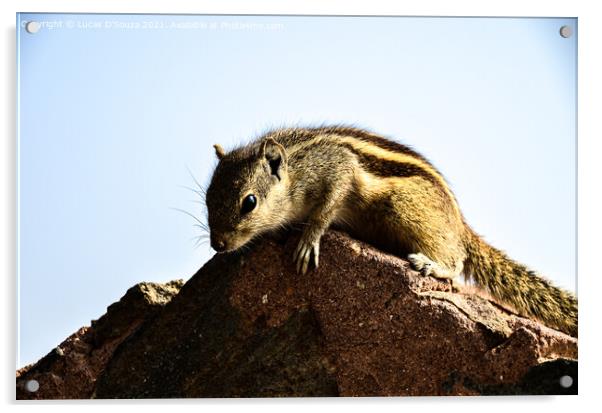 Squirrel Acrylic by Lucas D'Souza