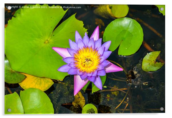 Water lilly in a pond Acrylic by Lucas D'Souza
