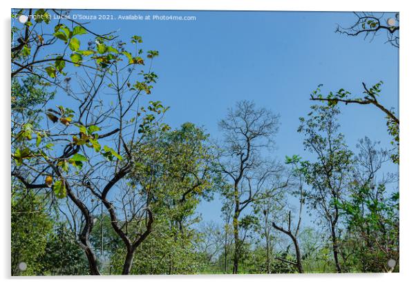 Tree canopy Acrylic by Lucas D'Souza