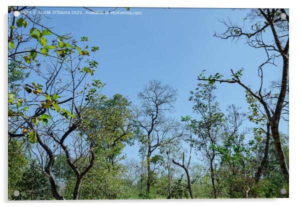 Tree canopy Acrylic by Lucas D'Souza