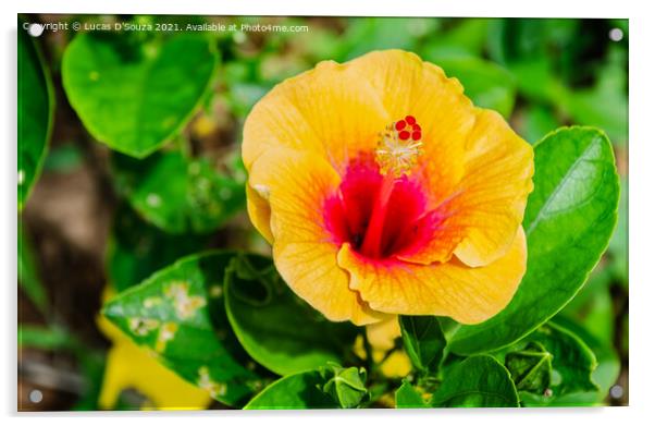 Hibiscus flower and buds on a plant Acrylic by Lucas D'Souza