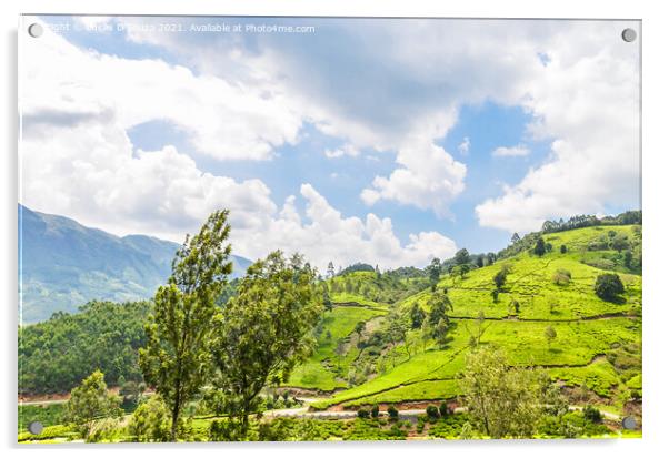 Tea Gardens at Munnar, Kerala, India Acrylic by Lucas D'Souza