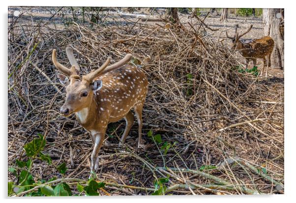 Deers Nisargadhama forest park at Kushalnagar, India Acrylic by Lucas D'Souza