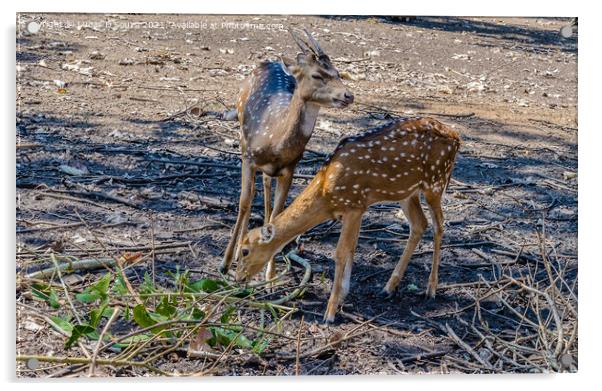 Deers in  Nisargadhama forest park at Kushalnagar, India Acrylic by Lucas D'Souza