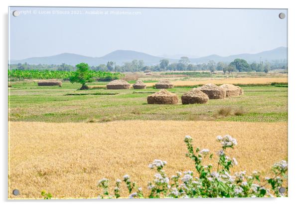 Harvested fields with straw stacks Acrylic by Lucas D'Souza