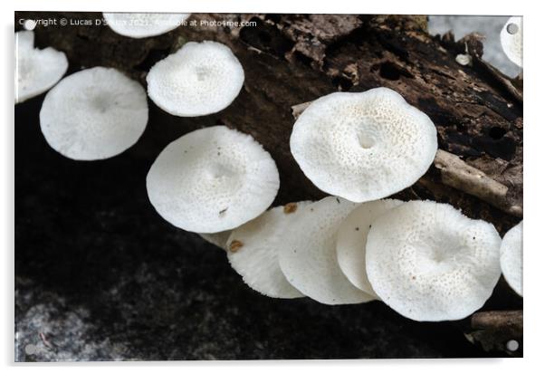 White mushrooms on a dead wood Acrylic by Lucas D'Souza