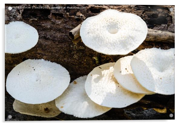 White mushrooms on a dead wood Acrylic by Lucas D'Souza