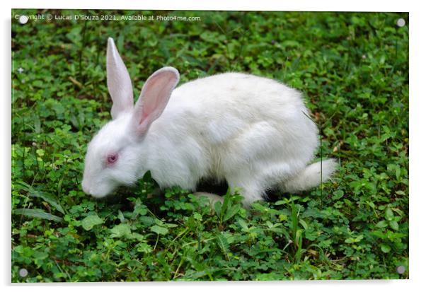 White Rabbit Acrylic by Lucas D'Souza