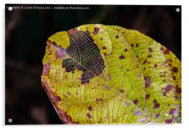 Pattern of leaf veins Acrylic by Lucas D'Souza