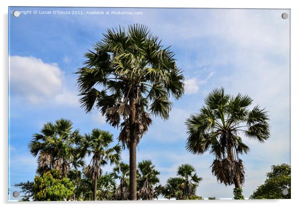 Palmyra fruit palms Acrylic by Lucas D'Souza