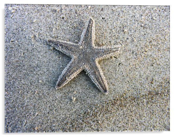 Dead star fish on the beach Acrylic by Lucas D'Souza