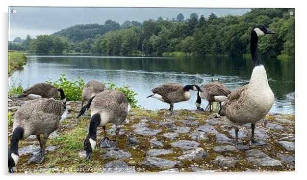 Bathpool Wildlife Kidsgrove Acrylic by Daryl Pritchard videos