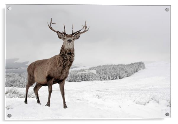 Highland Stag in Snow Acrylic by Ivor Bond