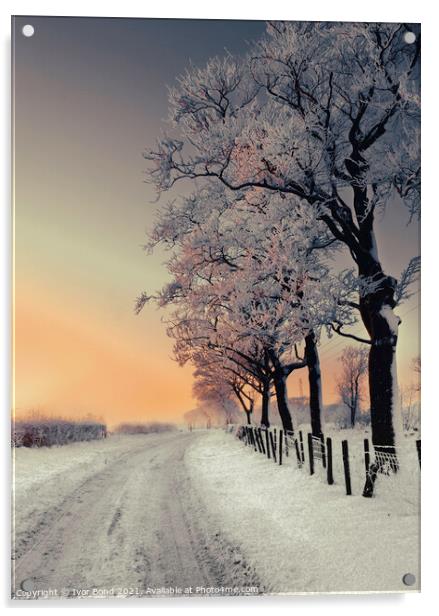 Winter Trees Acrylic by Ivor Bond