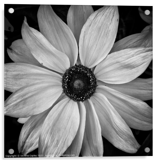 Monochrome flower Acrylic by Victoria Copley