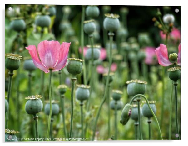 Poppies Acrylic by Victoria Copley