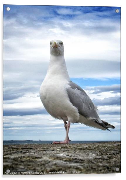 Herring Gull Acrylic by Victoria Copley