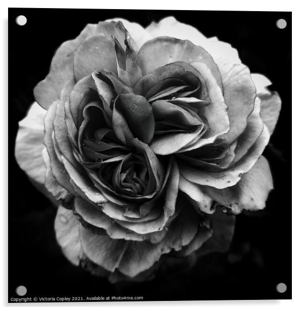 Monochrome rose Acrylic by Victoria Copley