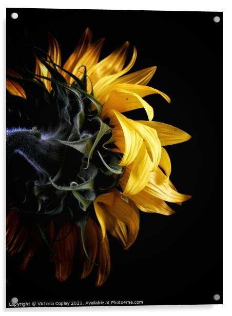 Sunflower Acrylic by Victoria Copley