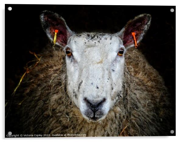 Sheep Acrylic by Victoria Copley