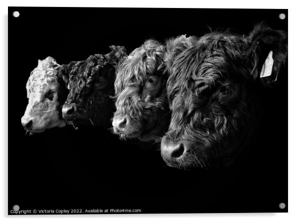 A Collection of Cattle in Monochrome Acrylic by Victoria Copley