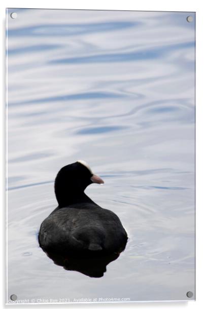 Bird in water, Cornwall Acrylic by Chloe Rye