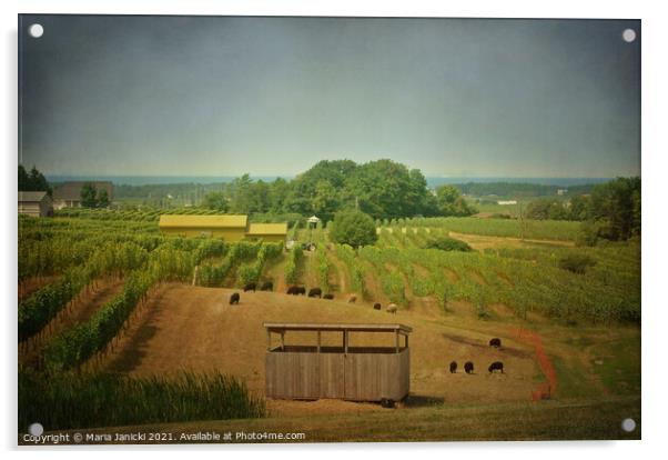 Sheep in the Vineyards Acrylic by Maria Janicki