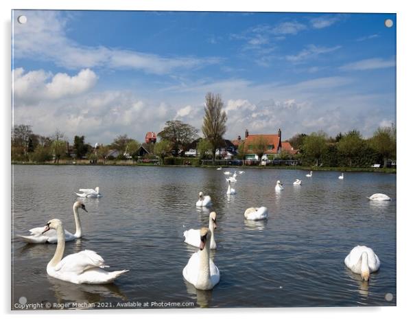 Serene Swans on Thorpeness Meare Acrylic by Roger Mechan