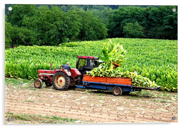 Tobacco Harvest in Dordogne Acrylic by Roger Mechan