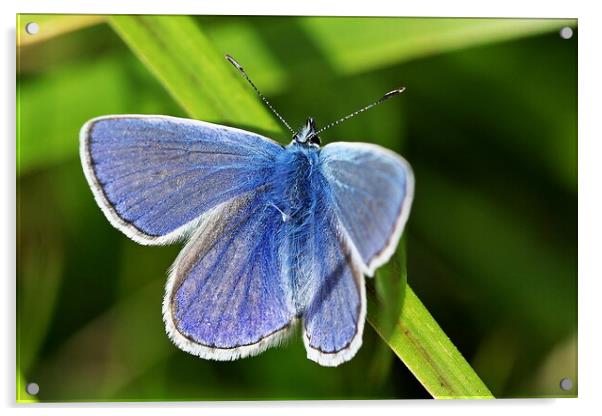 Elegant Blue Butterfly Acrylic by Roger Mechan
