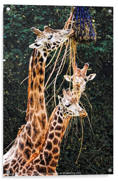 Graceful Giraffes Eating  Acrylic by Roger Mechan