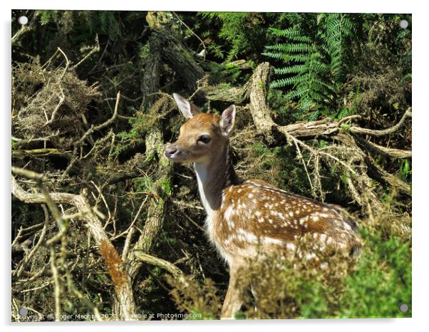 Young fawn hiding in a thicket Acrylic by Roger Mechan