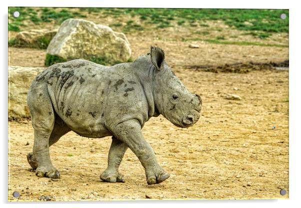 Confident Stride of Baby Rhino Acrylic by Roger Mechan