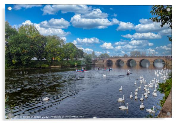 Graceful Swans on River Severn Acrylic by Roger Mechan