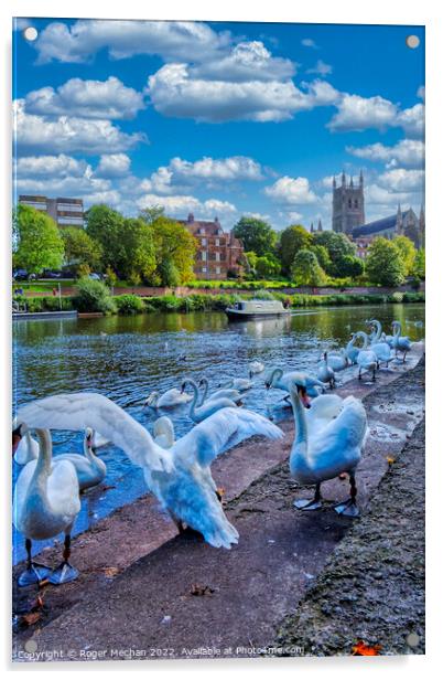 Graceful Swans Glide by Worcester Cathedral Acrylic by Roger Mechan