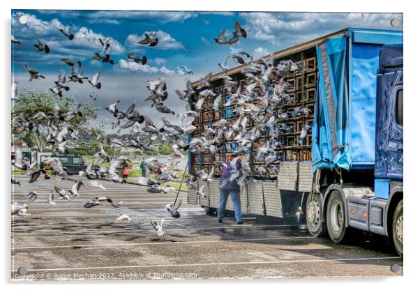 The Great Pigeon Migration Acrylic by Roger Mechan